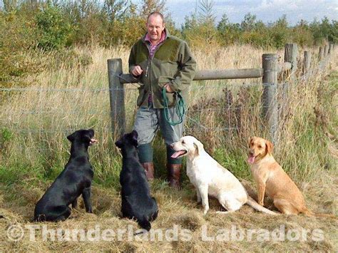 thunderland|thunderlands labradors pontefract.